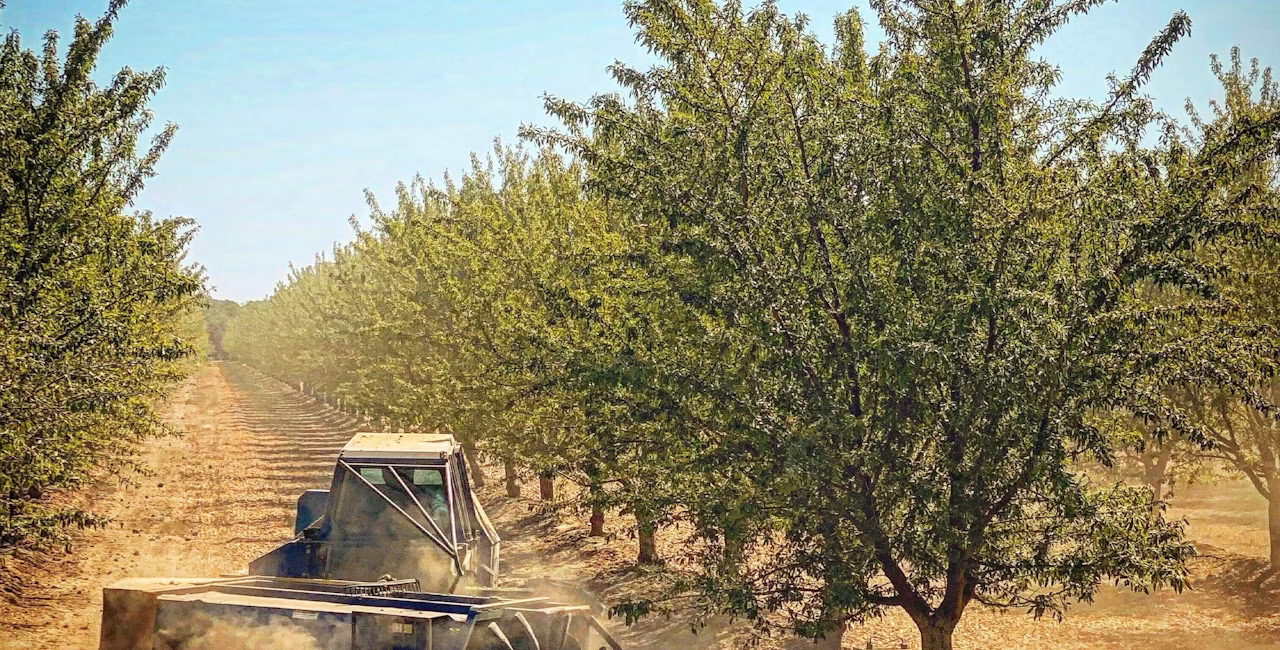 A machine going down a row in an almond orchard, harvesting the nuts.