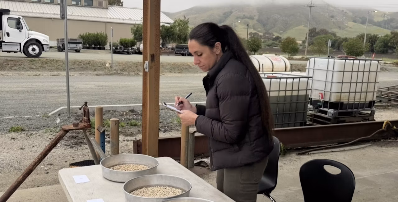 Ashlee judging a class of black eyed beans