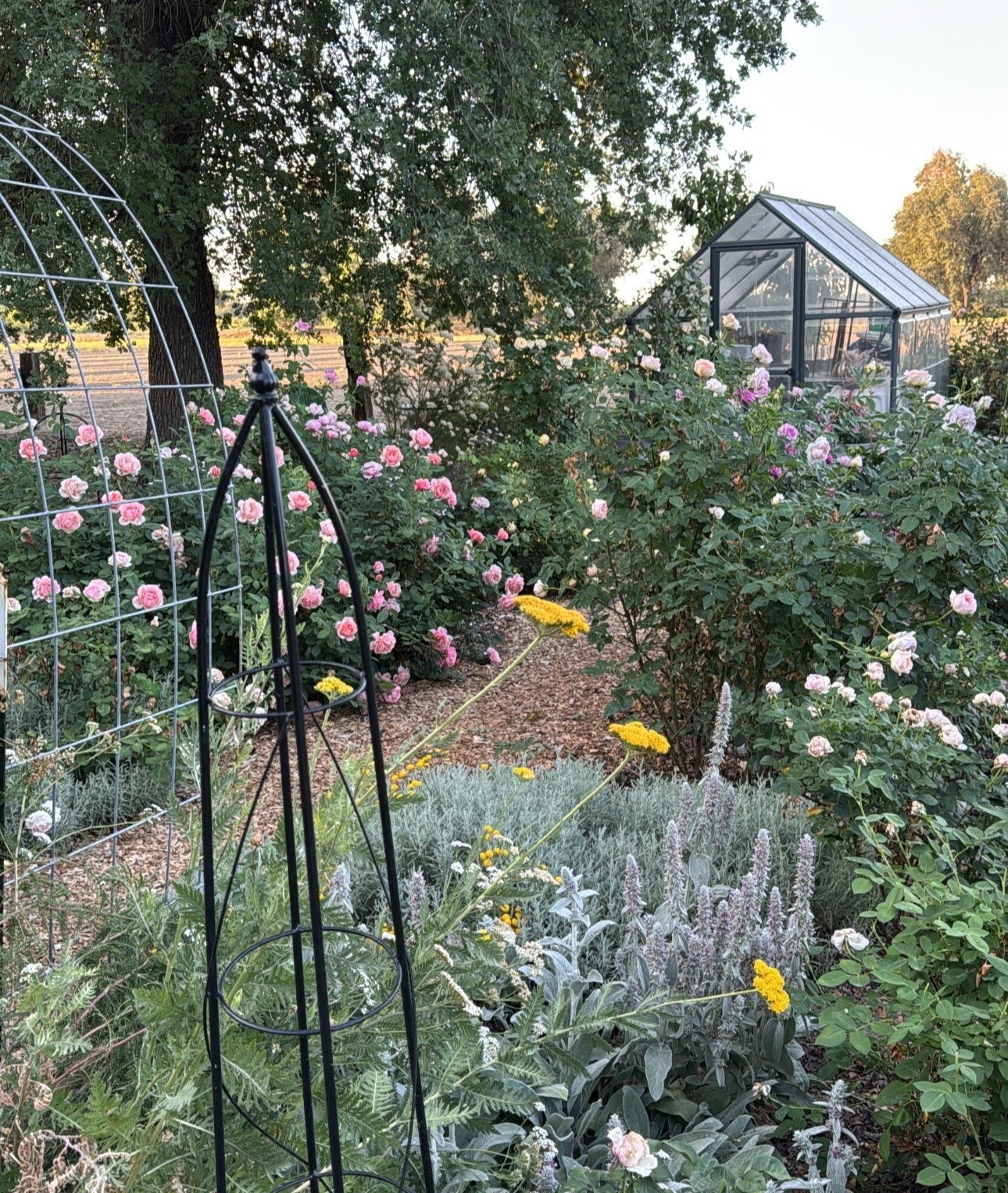 Beautiful garden with flowers