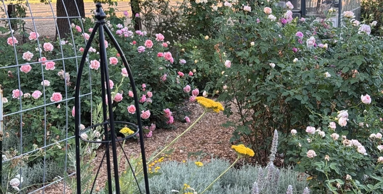 Beautiful garden with flowers