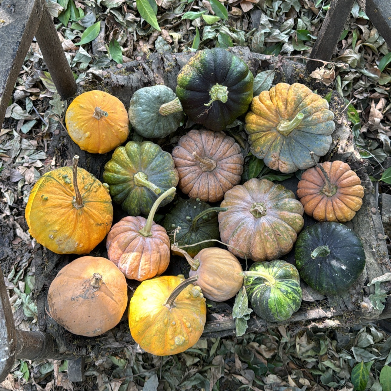 Pumpkins