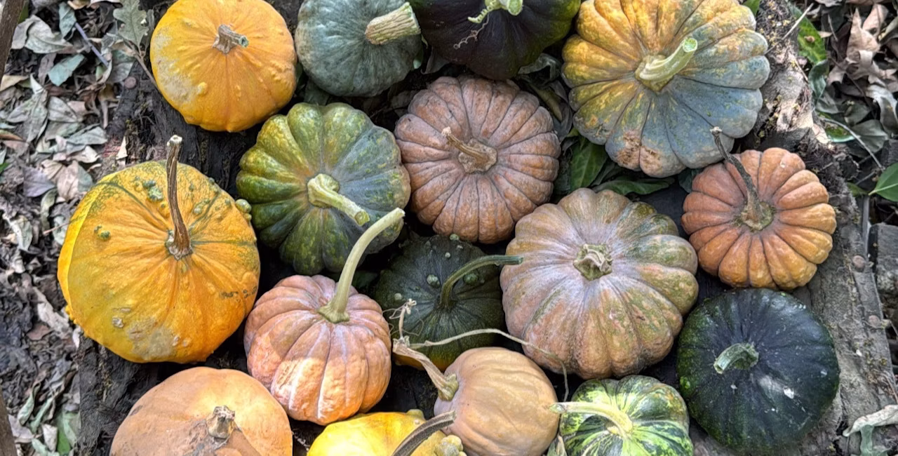 Pumpkins