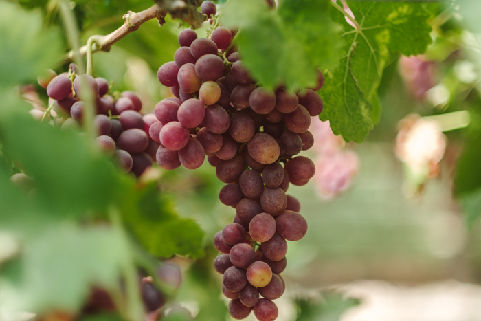 Regulated Deficit Irrigation Strategies For Managing Veraison in Table Grapes