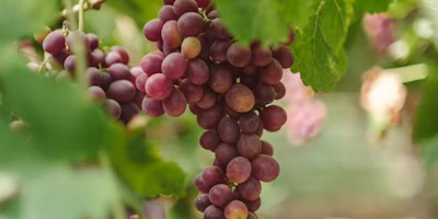 Regulated Deficit Irrigation Strategies For Managing Veraison in Table Grapes
