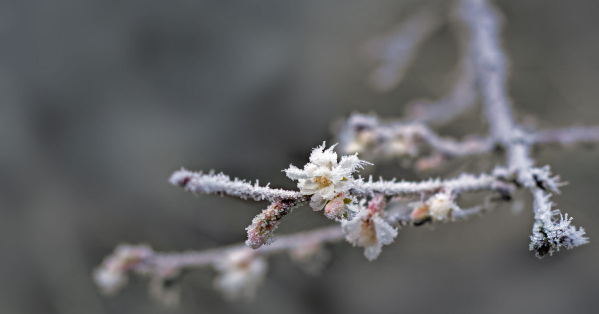 Frozen buds on a branch during a frost event