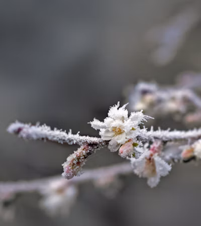Frost Management