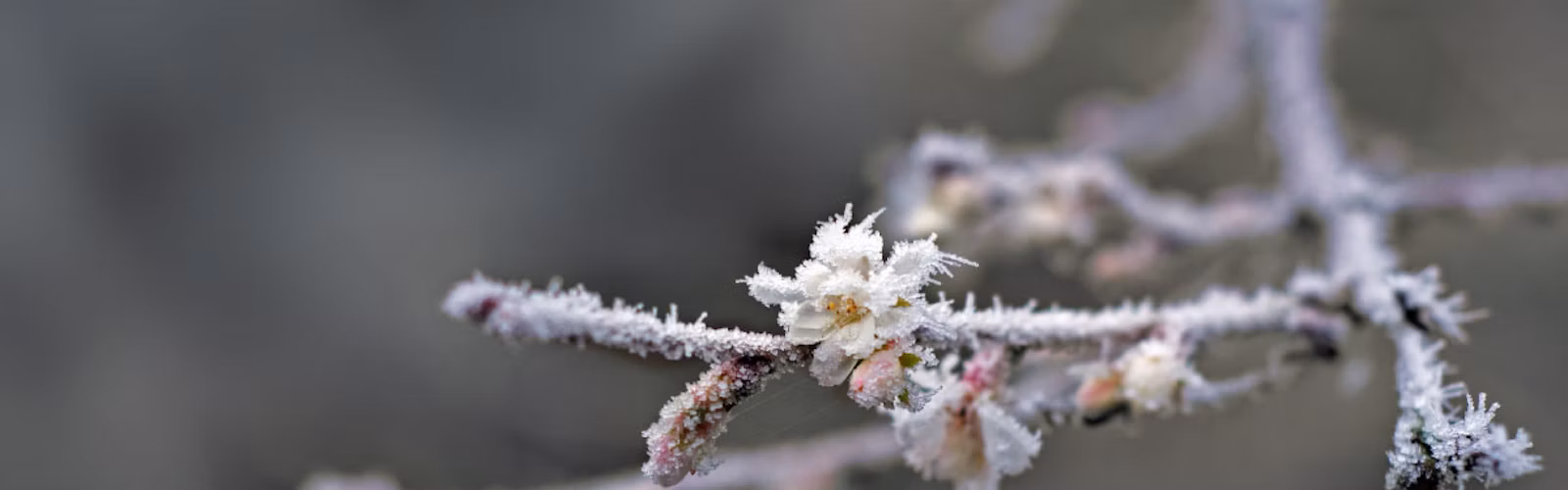 Frozen buds on a branch during a frost event