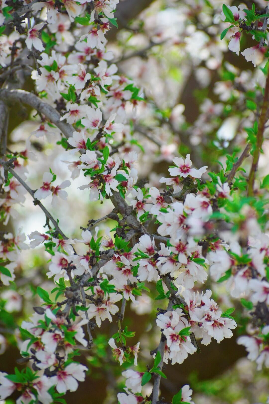 Protecting Your Orchard During Almond Bloom