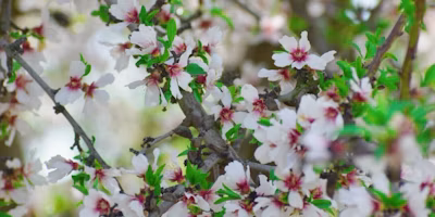 Protecting Your Orchard During Almond Bloom