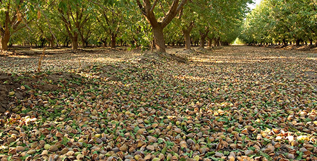 An almond orchard after the nuts have been shaken off the trees for harvest