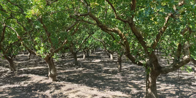 2024 California Hull Split Forecast & Navel Orangeworm Update