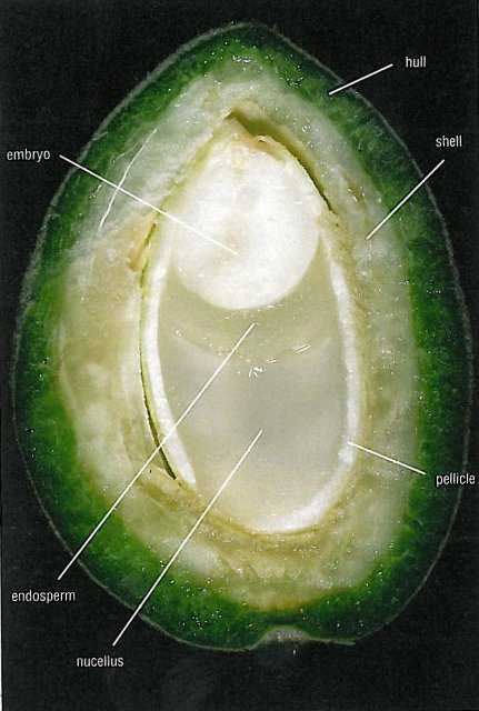 almond embryo diagram