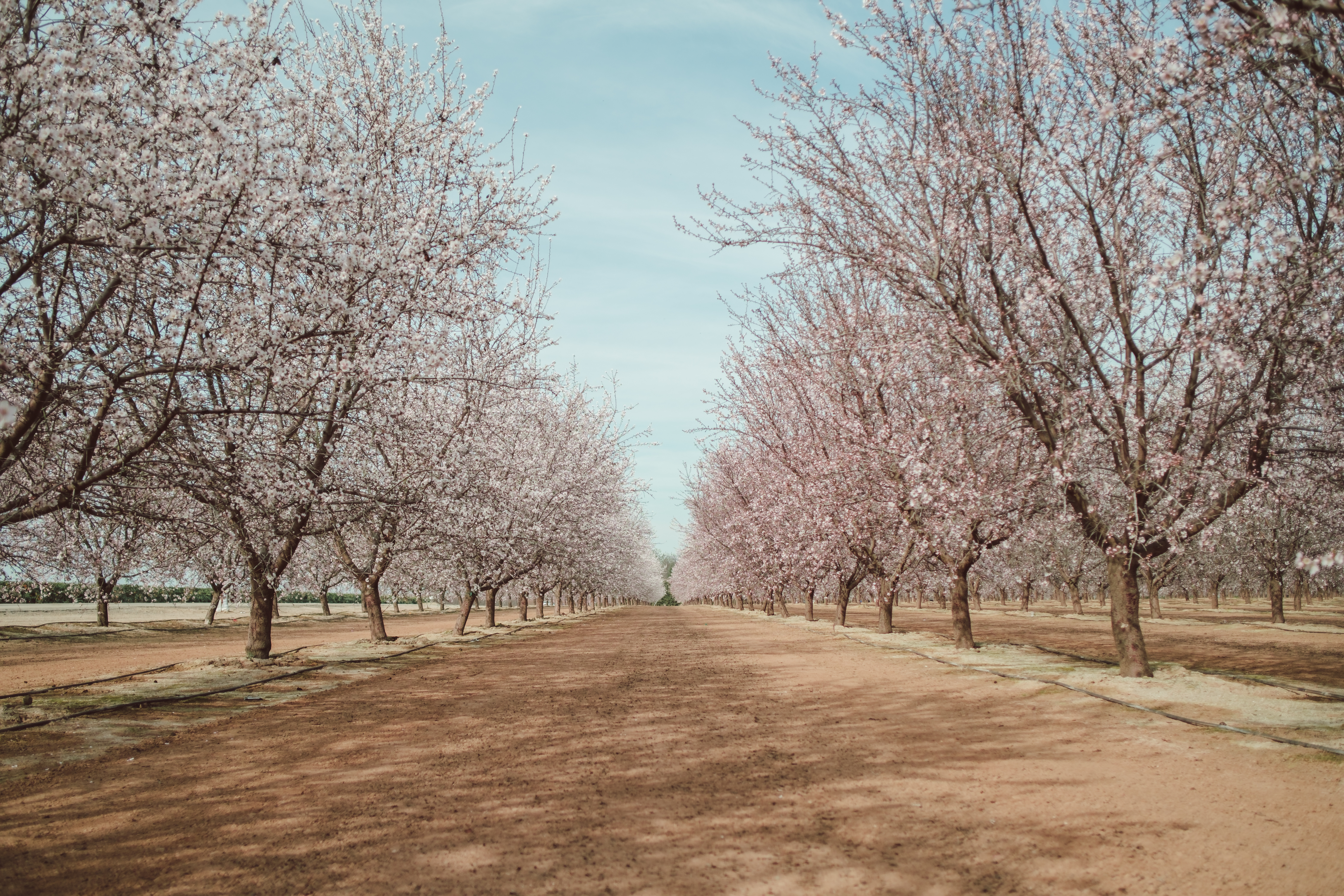 Almond orchard in bloom