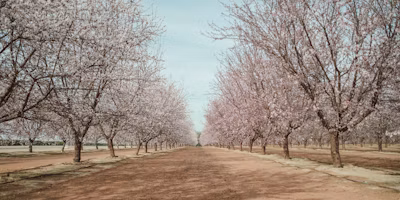 California Almond Disease Risk Forecast – April 14, 2025