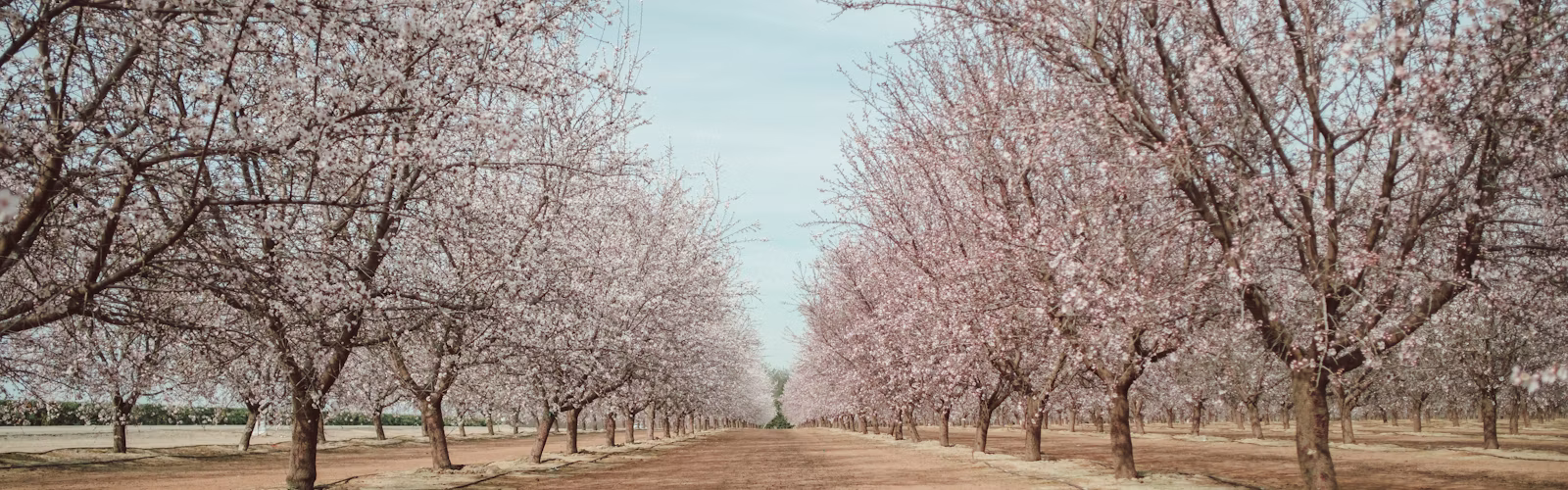 Almond orchard in bloom