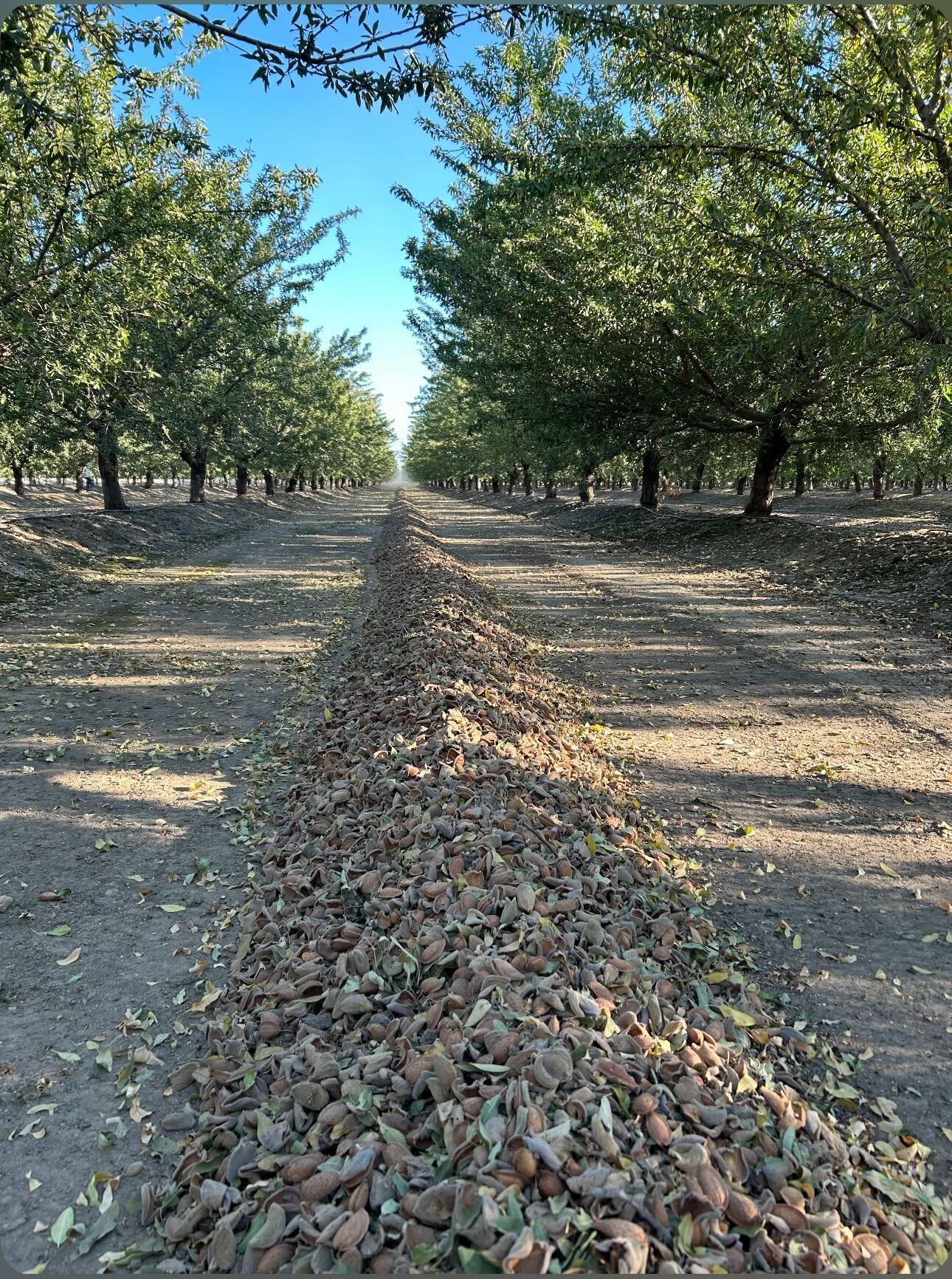 Almond orchard after harvest