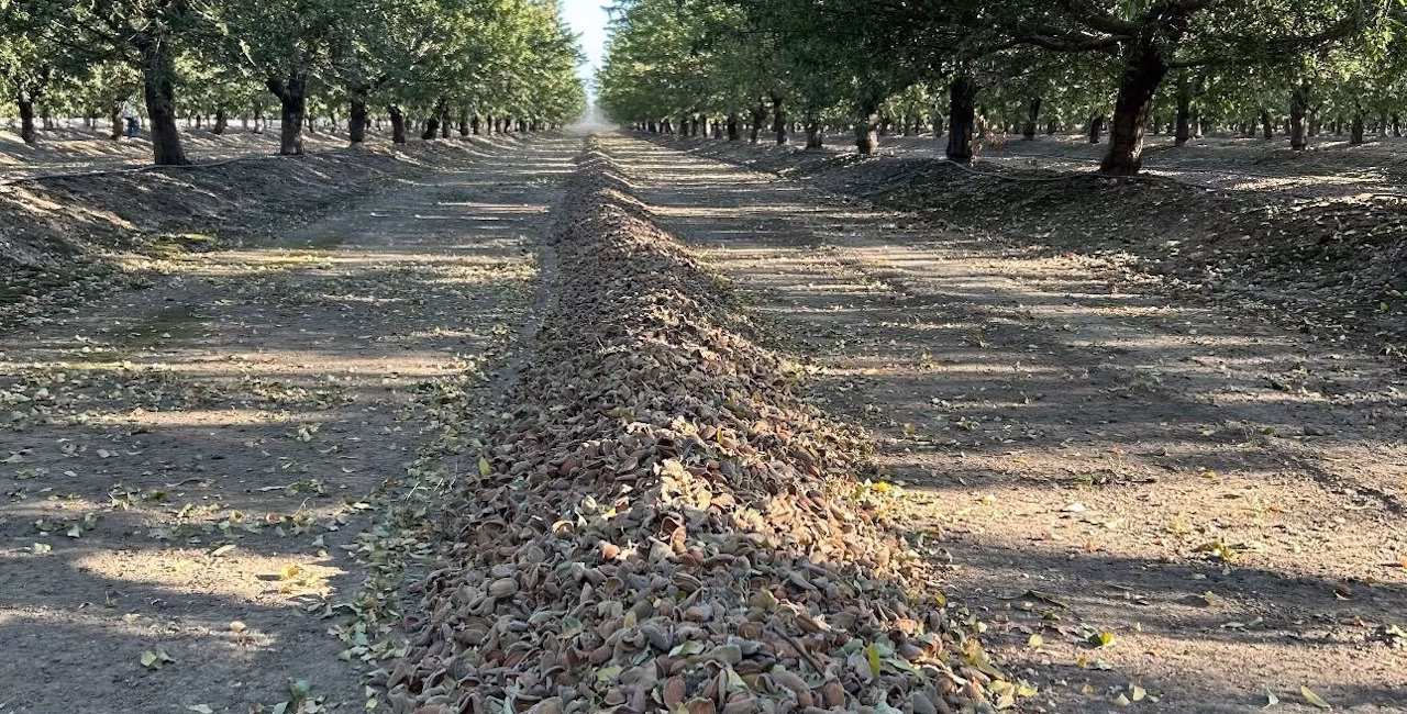 Almond orchard after harvest