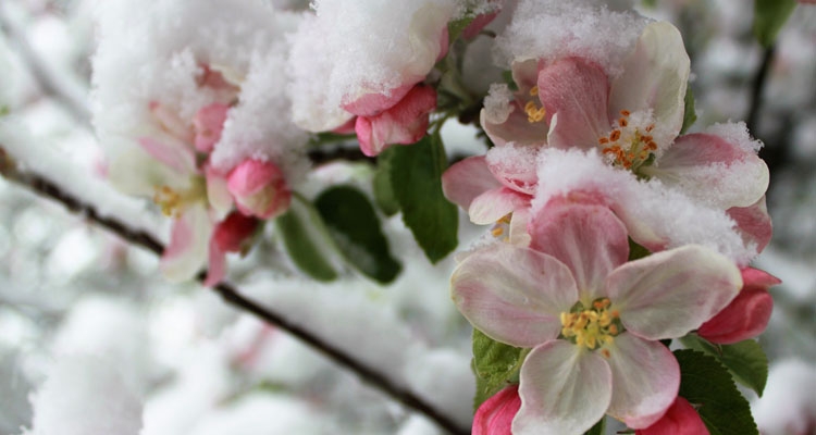 April 2022 Washington Frost Update
