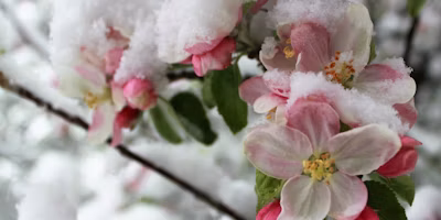 April 2022 Washington Frost Update