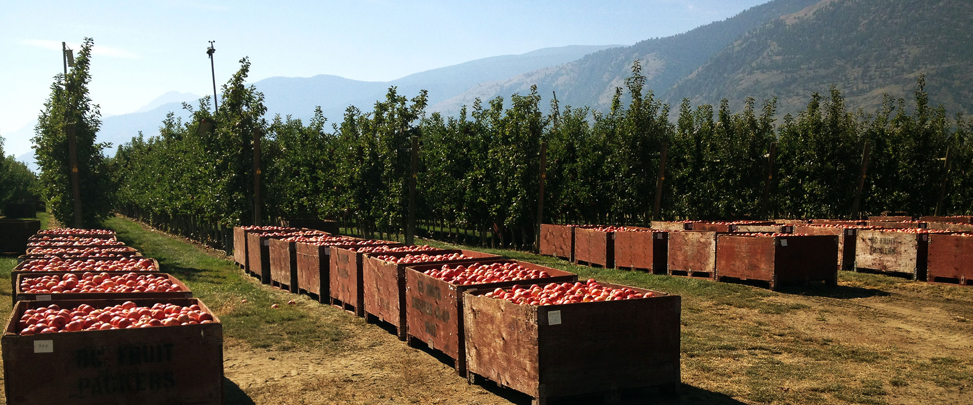 Canada Invests In Tech To Forecast Farm Fruit Diseases