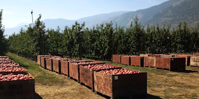 Canada Invests In Tech To Forecast Farm Fruit Diseases