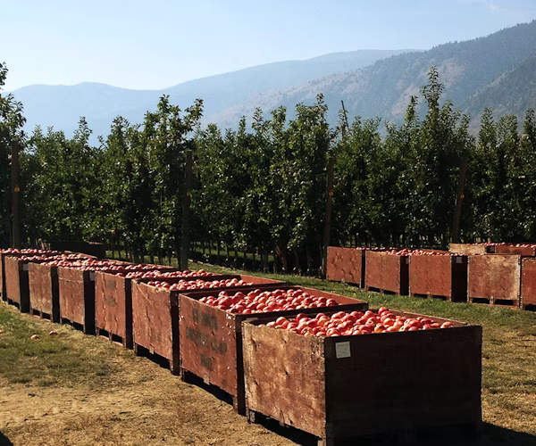 Apples in boxes after being harvested