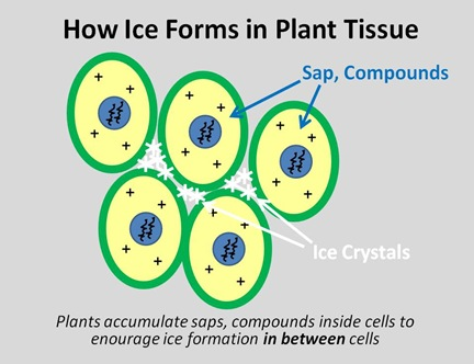 ice crystals forming between plant cells in citrus