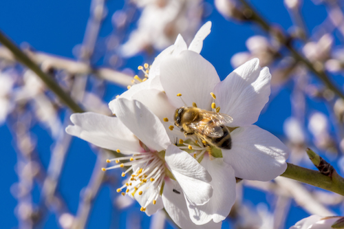 2026 California Bee Hours Report