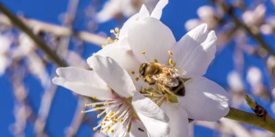 2026 California Bee Hours Report