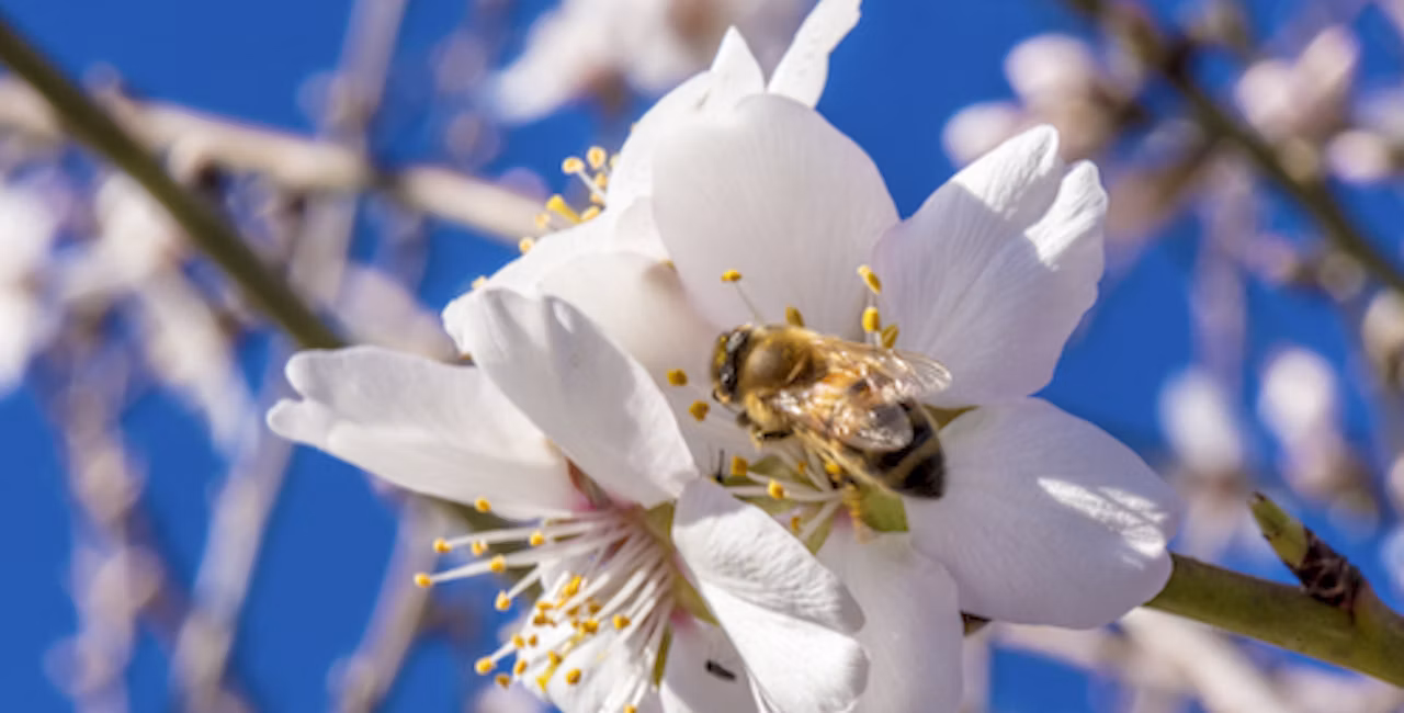 almond tree pollination