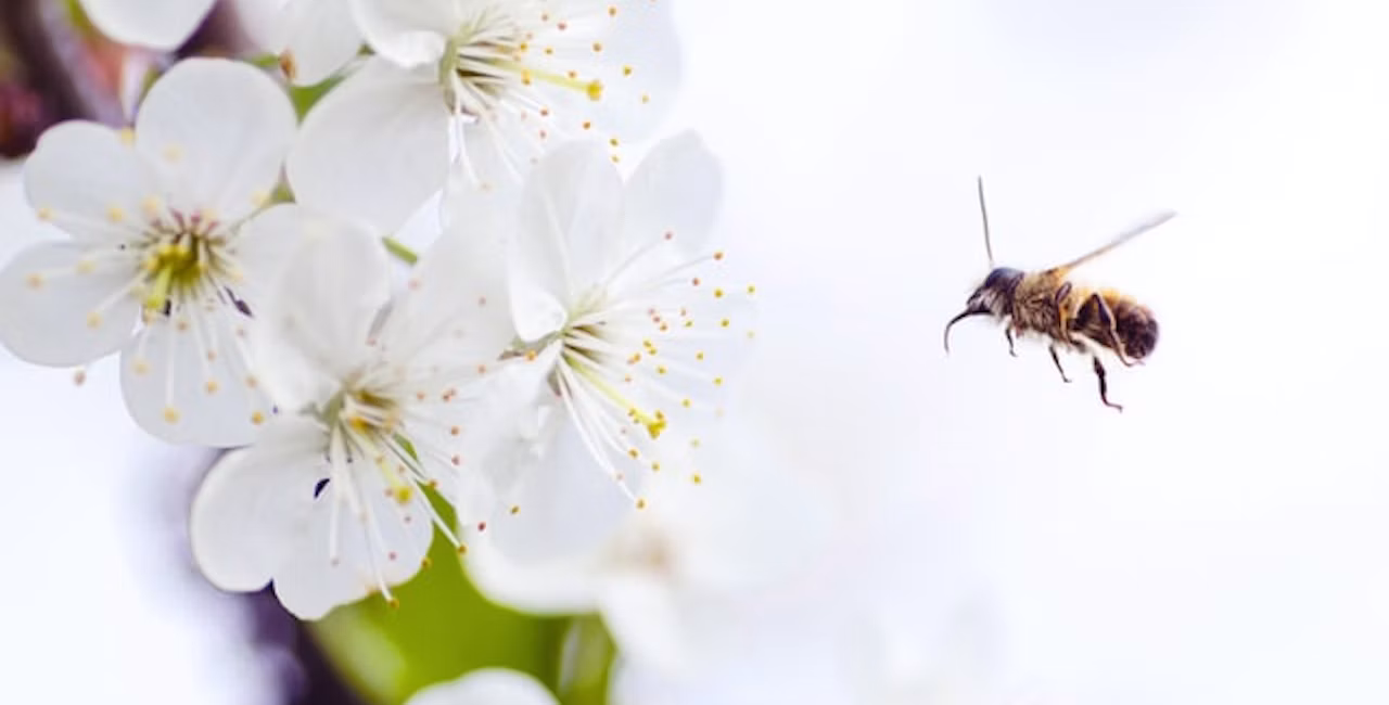 A bee pollinating in an orchard during bloom