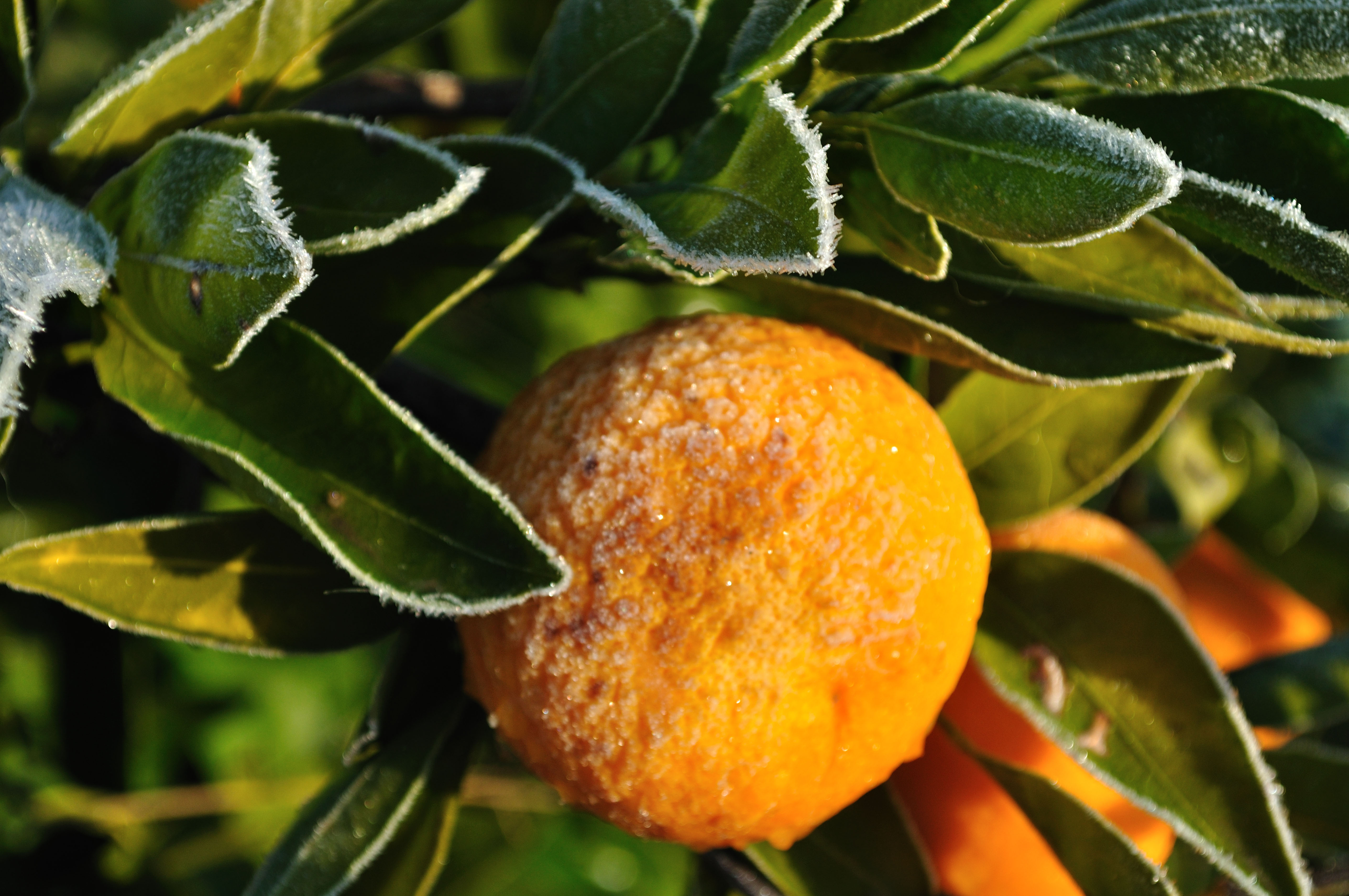 How To Protect Citrus From Frost in California