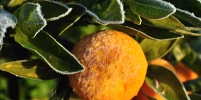 How To Protect Citrus From Frost in California