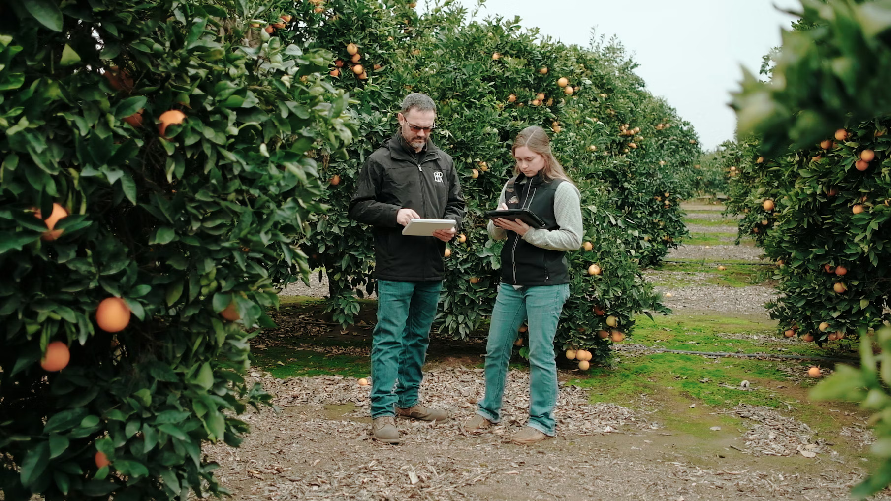 Citrus grove