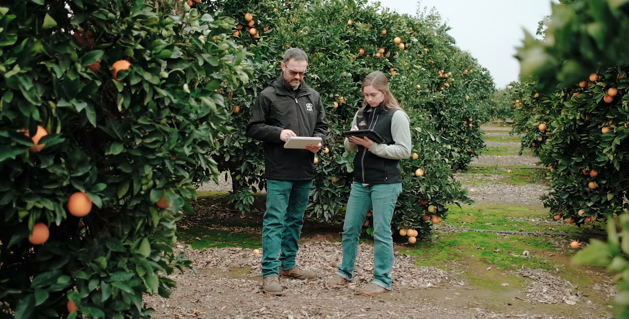 Citrus grove