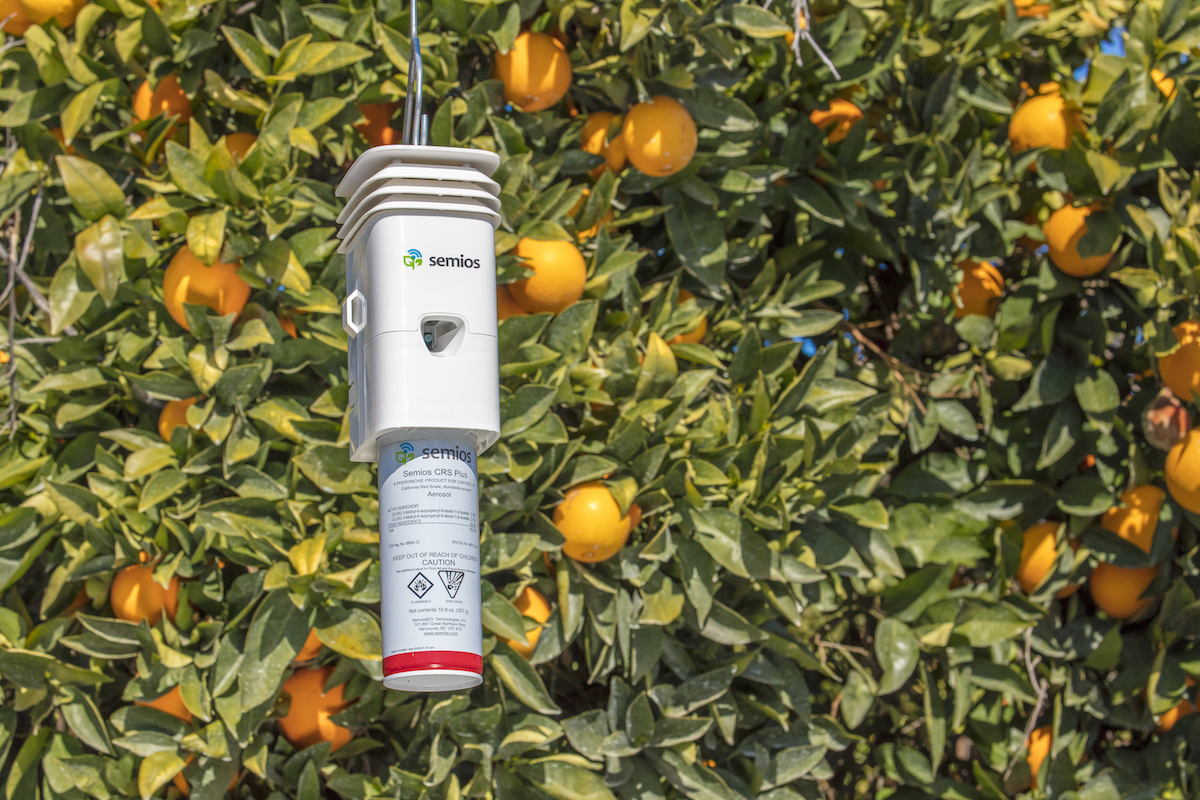 2021 California Red Scale (CRS) Update