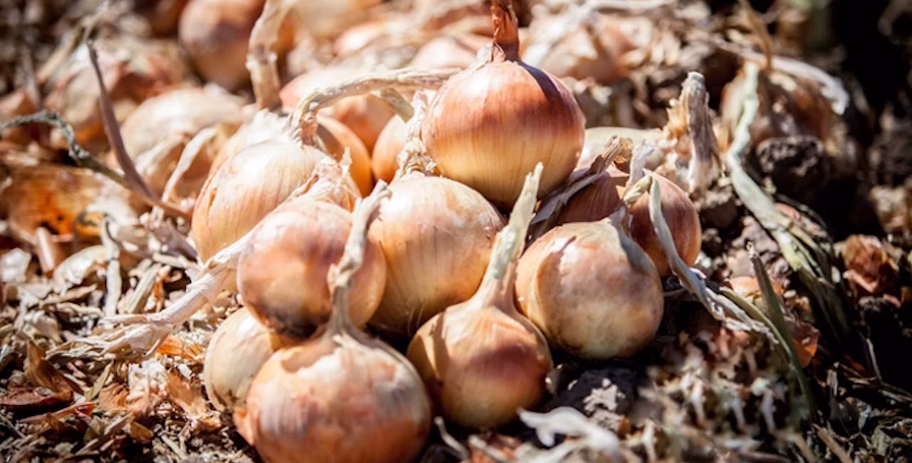 onion harvest