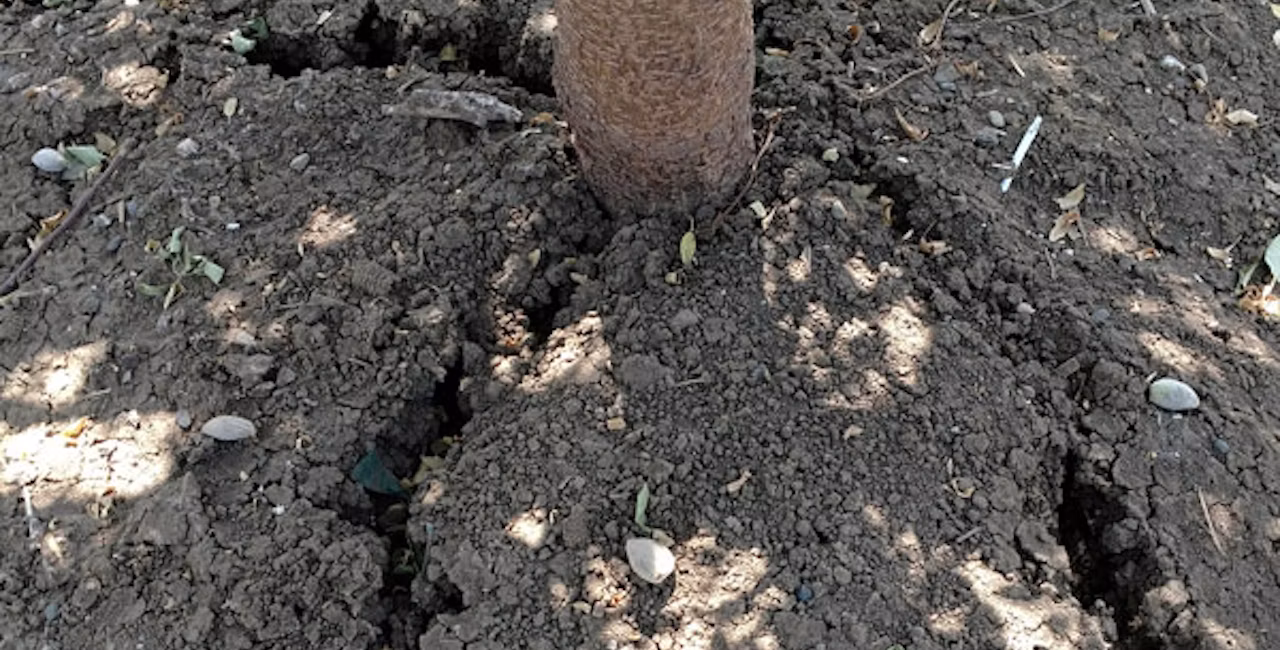 Cracking soil