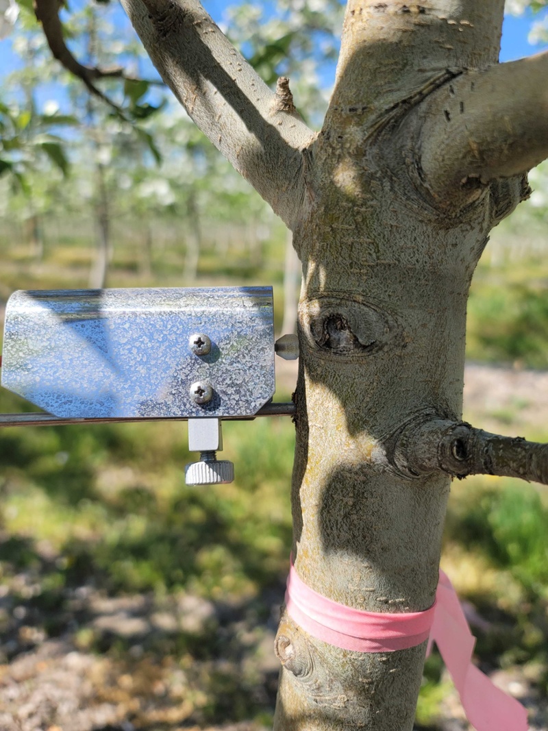 Using Dendrometers & Soil Moisture Probes: What You Need to Know