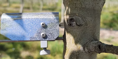 Using Dendrometers & Soil Moisture Probes: What You Need to Know