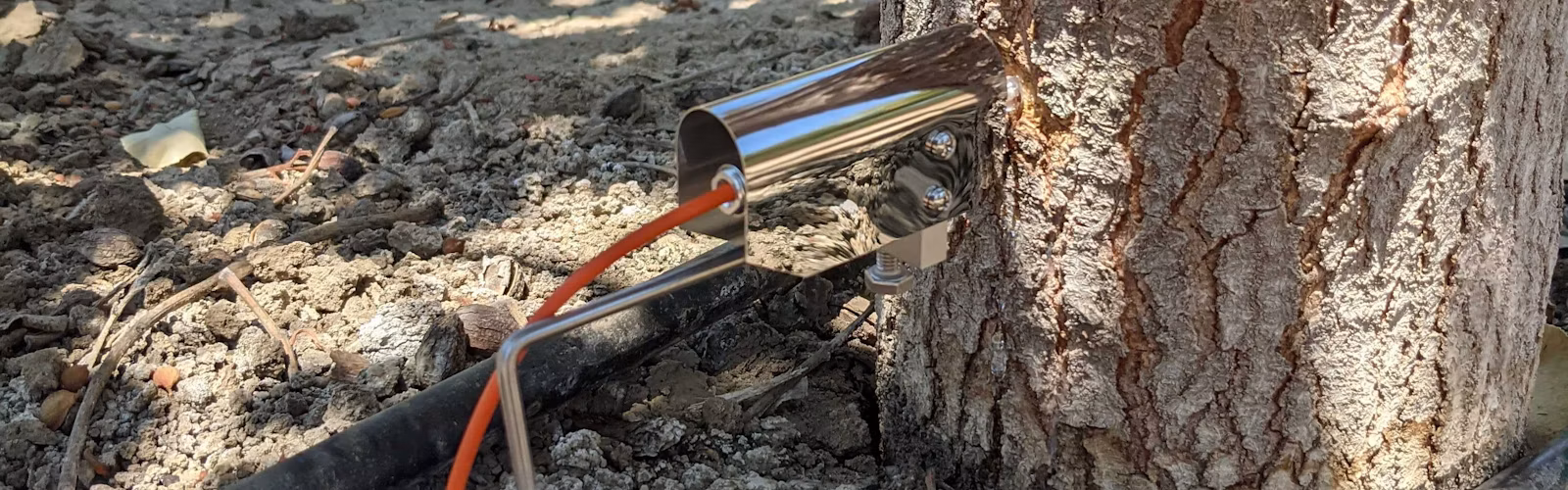 A dendrometer installed on a tree trunk