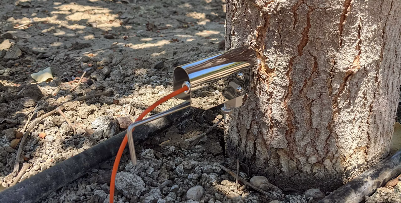A trunk dendrometer is attached to the side of an almond tree trunk.