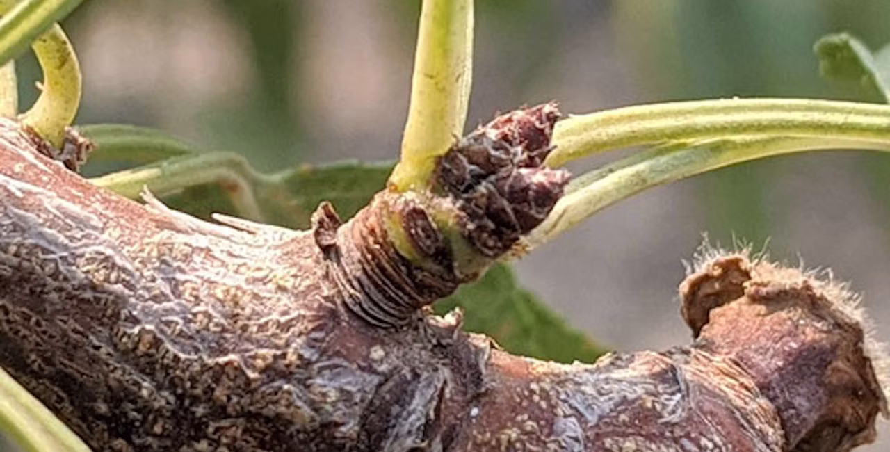 A zoomed in shot of dormant buds on an almond tree branch.