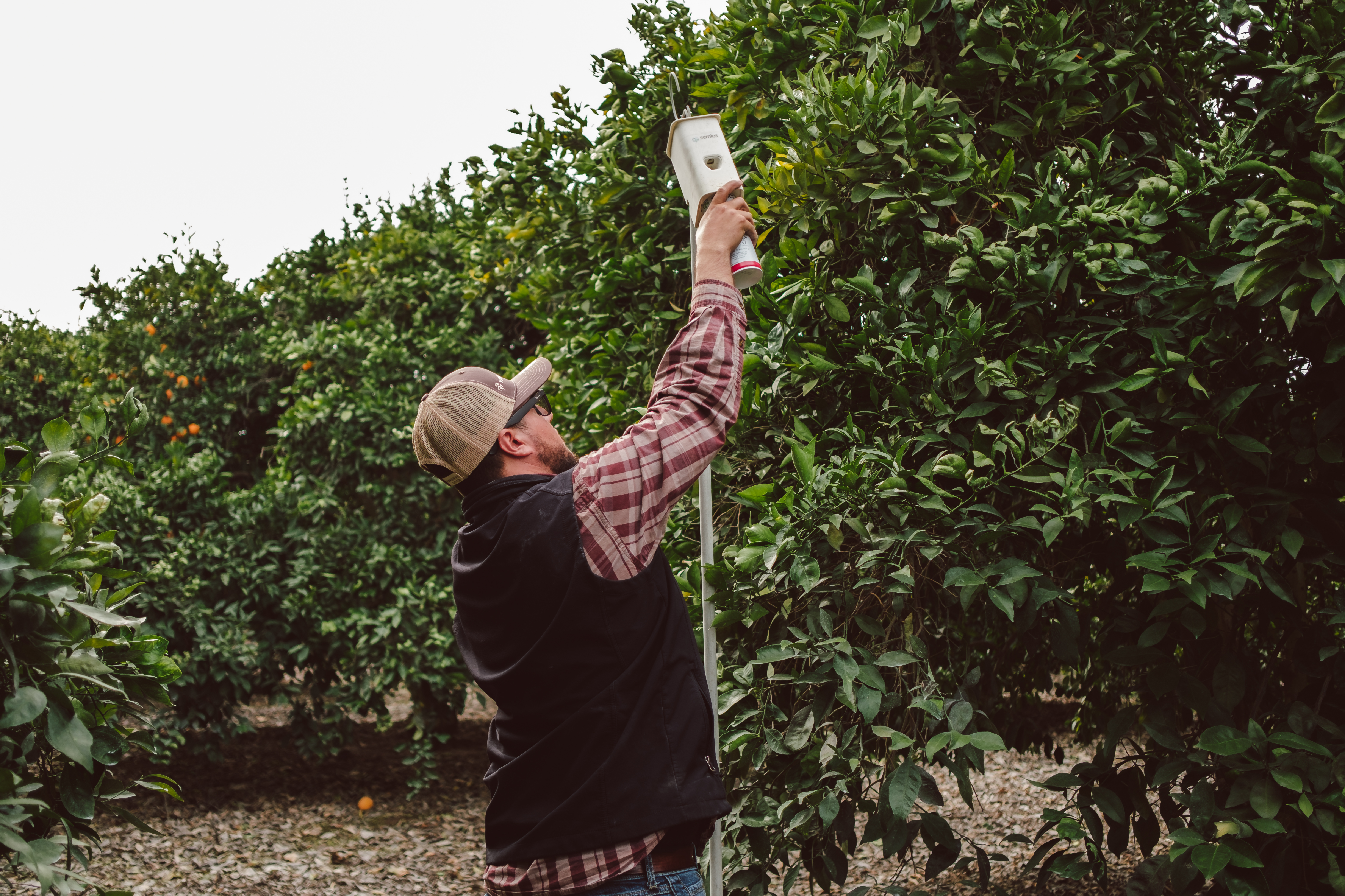 A man standing in a citrus orchard, hanging a pheromone dispenser