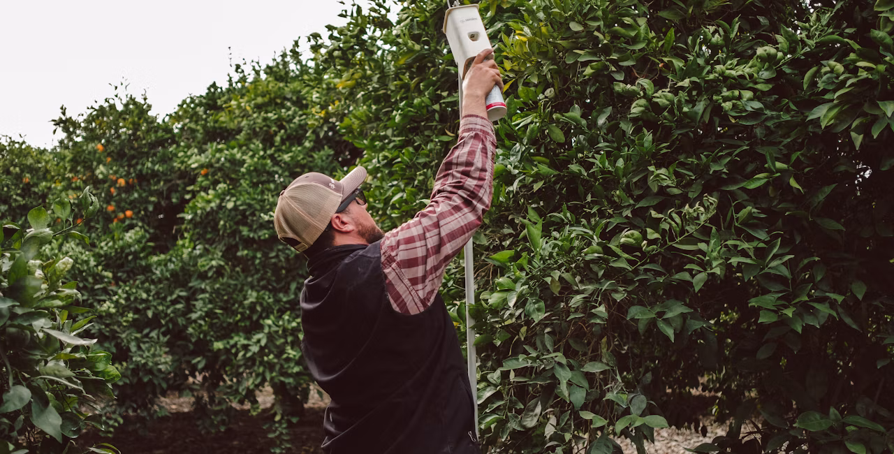 A man standing in a citrus orchard, hanging a pheromone dispenser