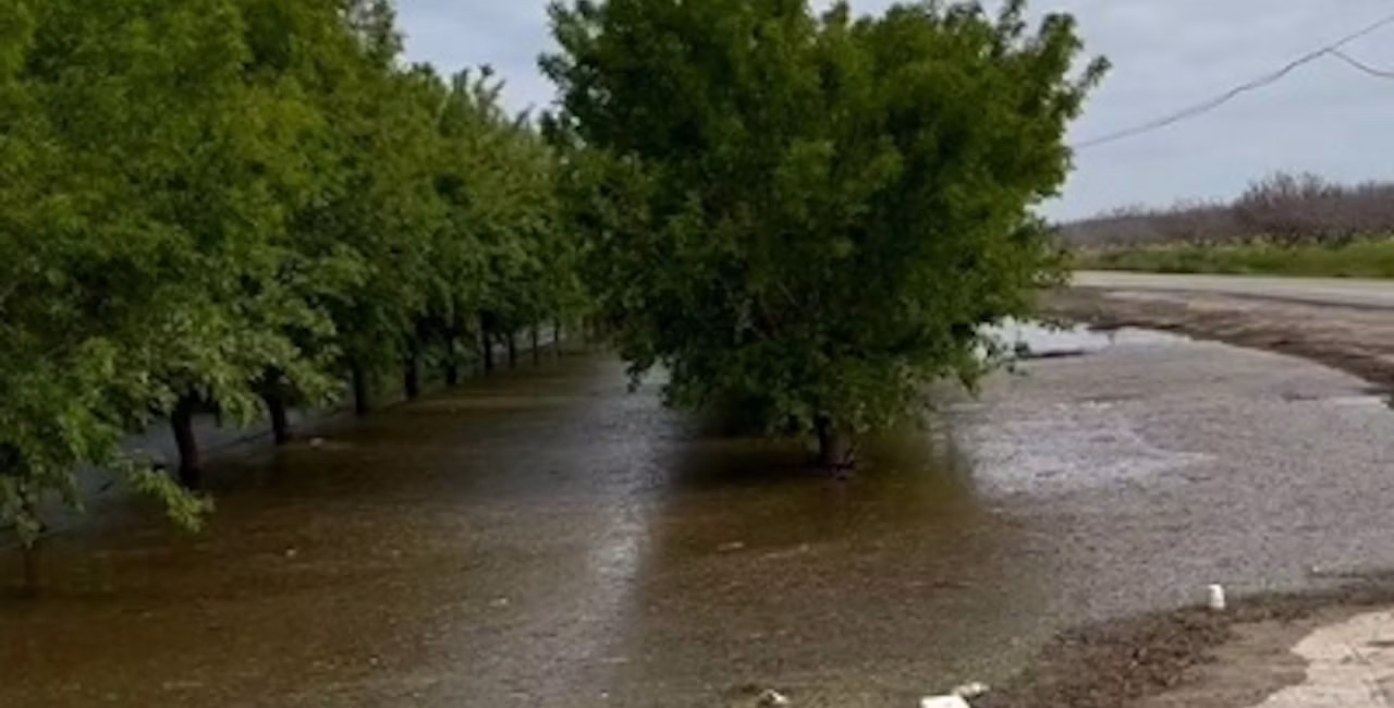 Flooded orchard