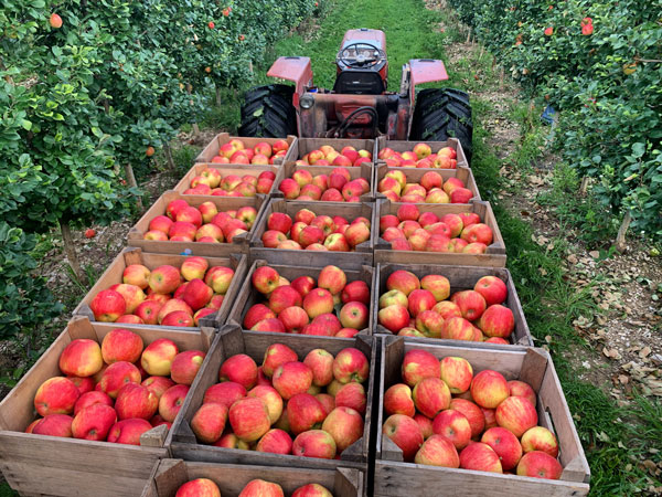 Deficit Irrigation in Apples to Control Sizing and Bitter Pit