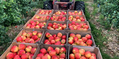 Deficit Irrigation in Apples to Control Sizing and Bitter Pit