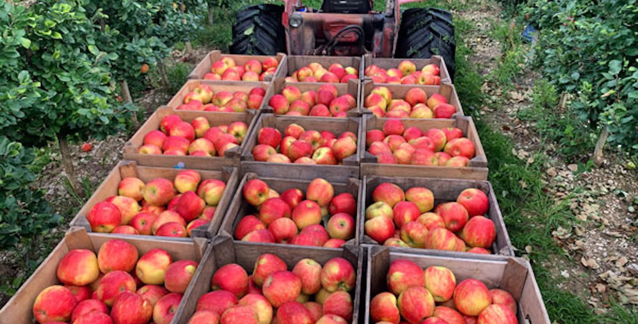 Honeycrisp apples in boxes in the orchard