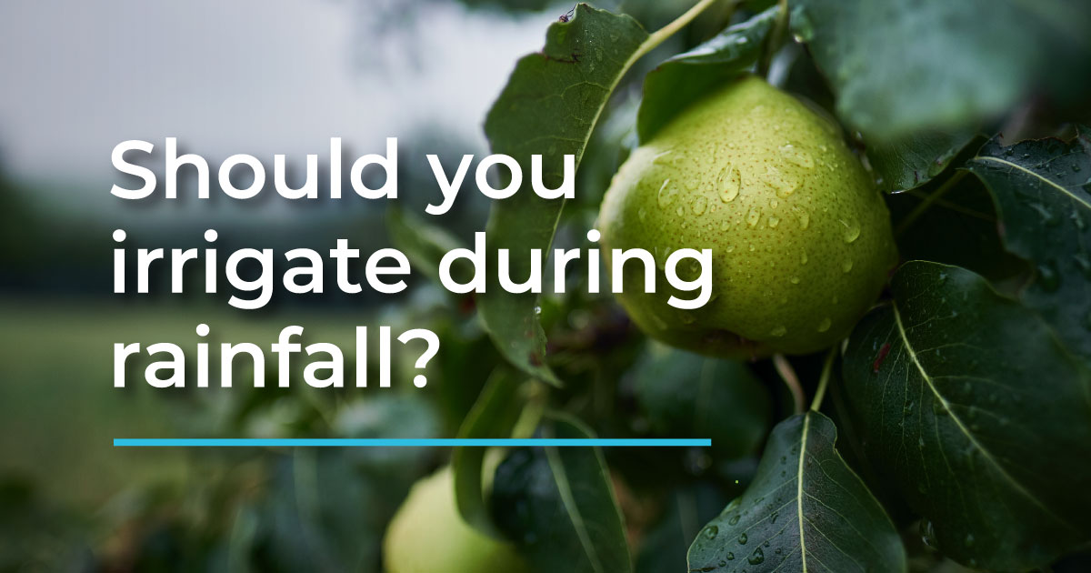 How California Rain Can Impact Irrigation Planning
